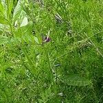 Vicia monantha Λουλούδι