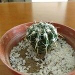 Sclerocactus parviflorus Rhisgl