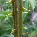 Rubus nemoralis Bark