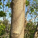 Morus alba Bark