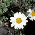 Anthemis maritima Květ