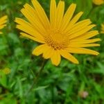 Buphthalmum salicifolium Flower