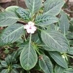 Impatiens flaccida പുഷ്പം