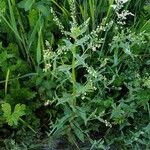 Veronica catenata Blomma