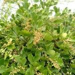 Searsia pyroides फल