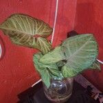 Syngonium podophyllum葉