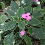 Impatiens flaccida Habit