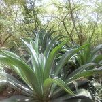 Agave sisalana 其他