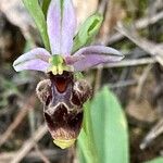 Ophrys scolopax Cvet