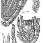 Araucaria schmidii その他の提案