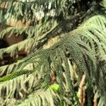 Araucaria columnaris Leaf