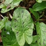 Arum maculatum Foglia