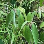 Hydrangea aspera Folha