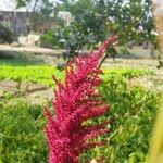 Amaranthus cruentusBlomst