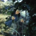 Platanthera ciliaris Tervik taim