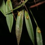 Pleurothallis discoidea पत्ता