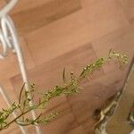Artemisia dracunculus Kukka