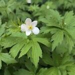 Anemonastrum canadenseBlomst