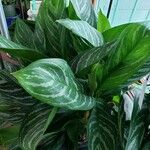 Aglaonema commutatum Hábito