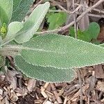 Salvia candelabrum Hoja