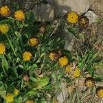 Trifolium badium Çiçek