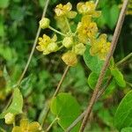 Cynanchum insipidum Flower