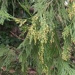 Calocedrus decurrens Leht