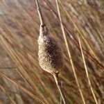 Typha minima Arall