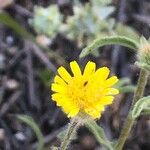 Pulicaria arabica Flower