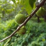 Ficus lateriflora Fruct