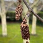 Betula utilis Плод