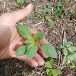 Amaranthus blitumLeaf