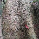 Entandrophragma angolense Bark