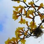 Handroanthus serratifolius Žiedas