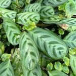 Ctenanthe burle-marxii Foglia