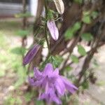 Campanula rapunculoidesFloare