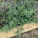 Sida spinosa Φύλλο