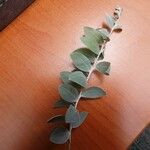 Acacia podalyriifolia Hoja