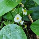 Sagittaria latifolia عادت داشتن