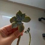 Graptopetalum paraguayenseبرگ