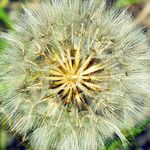 Tragopogon pratensis Fruit