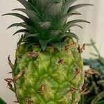 Ananas comosus 果