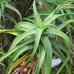 Aloe striatula Muu