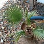 Washingtonia robustaLeaf