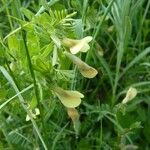 Vicia lutea Other