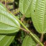 Miconia lacera Leaf