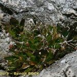 Draba hoppeana Hábitos