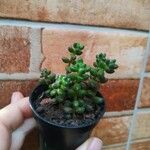 Sedum hernandezii Foglia