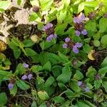 Prunella vulgarisFlower