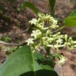 Palicourea pedunculosa Flower